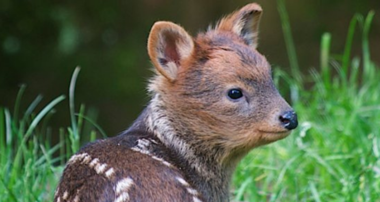 Buscan instalar señaléticas para evitar atropellos de pudúes
