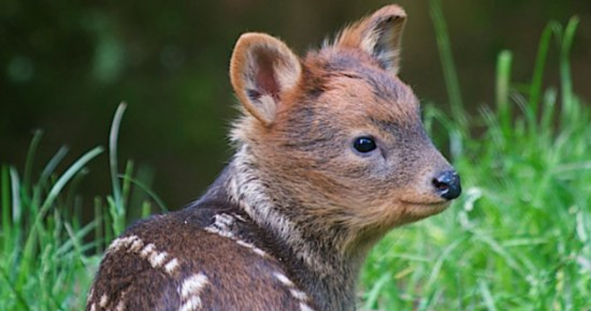 Buscan instalar señaléticas para evitar atropellos de pudúes