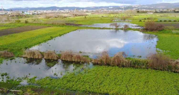 Humedal Los Batros | Fundación Terram