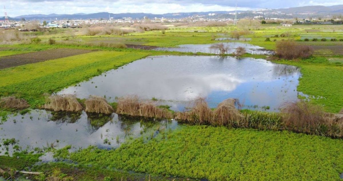 Humedal Los Batros | Fundación Terram