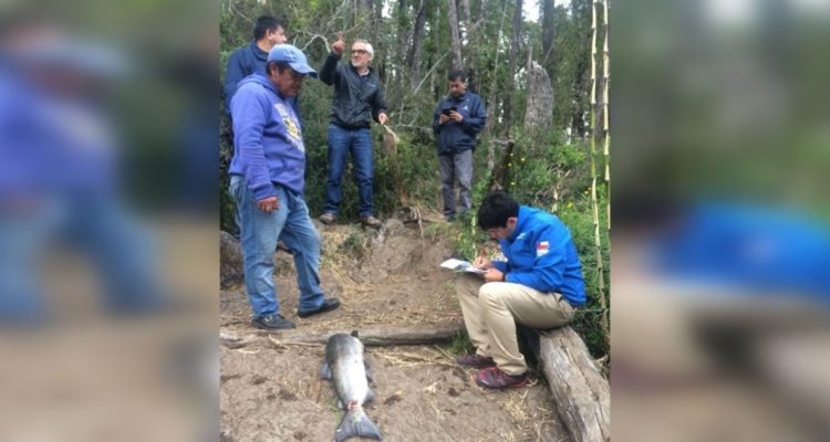 Pesca furtiva Pucón