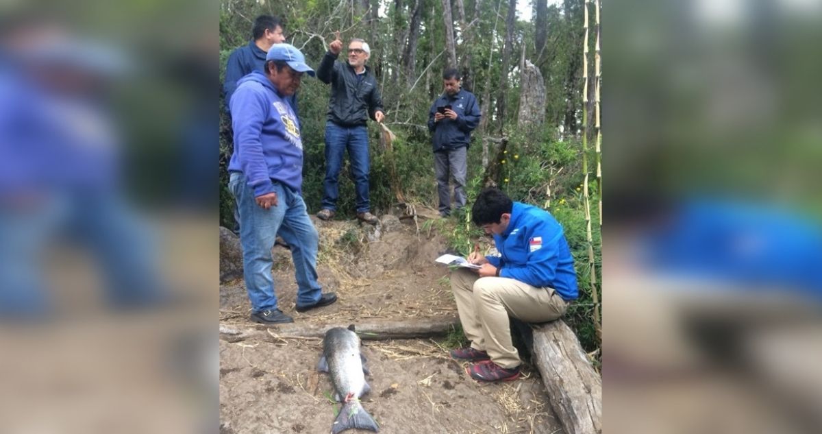 Pesca furtiva Pucón
