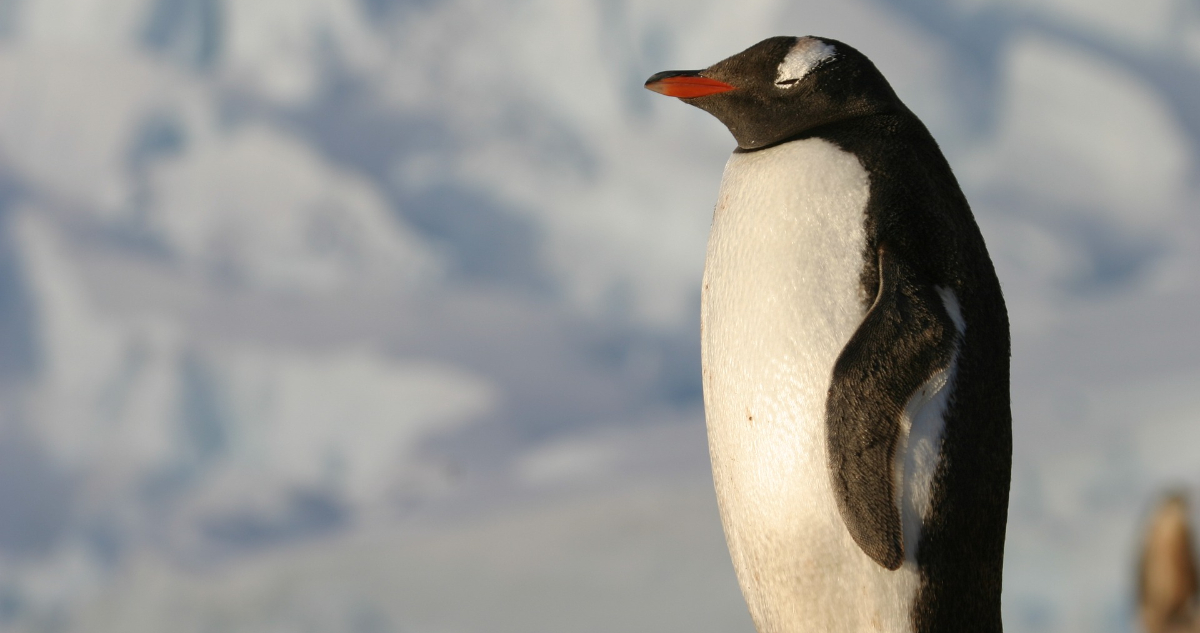 pingüino papúa