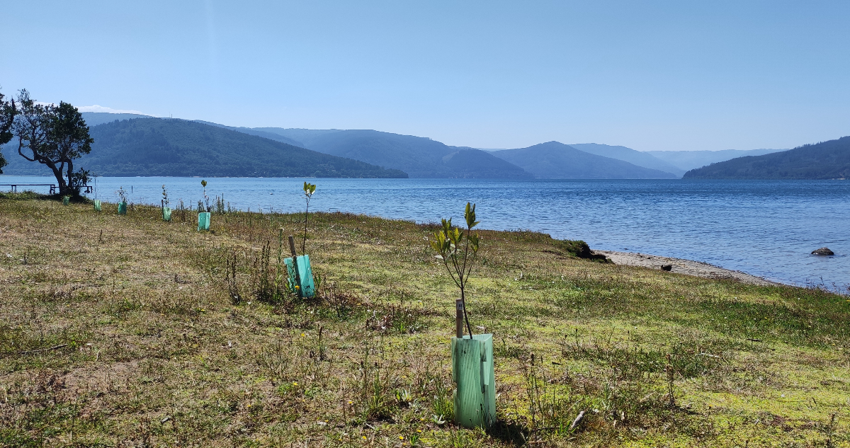 Plantación de árboles nativos en lago Lanalhue