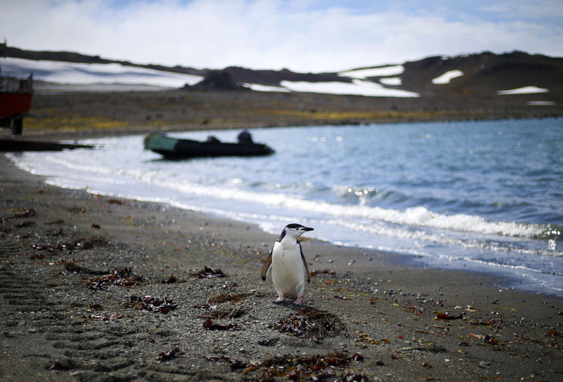 Preocupación en expertos por nuevos récords de temperatura en la Antártica chilena