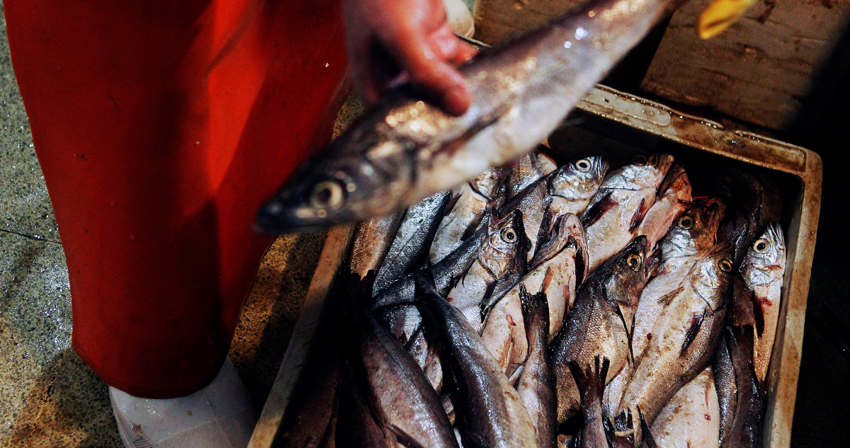 Sernapesca incautó más de 1,4 toneladas de merluza en región de La Araucanía