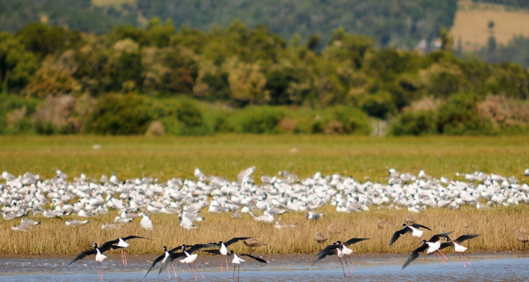 Santuario de Natruraleza Angachilla