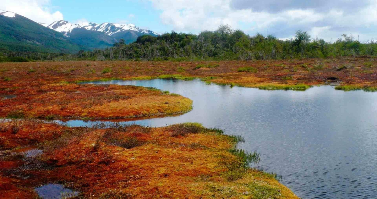 Proyecto de ley de turberas y pomponales