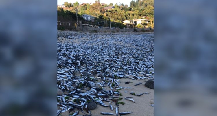 Coliumo amanece con miles de peces varados en la arena