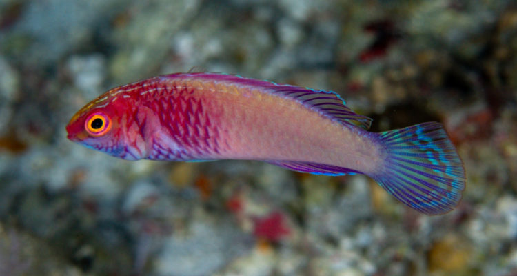 pez arcoíris en las Maldivas