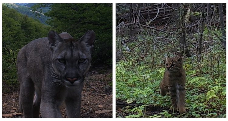 Puña y güiña en Parque Nacional Cerro Castillo
