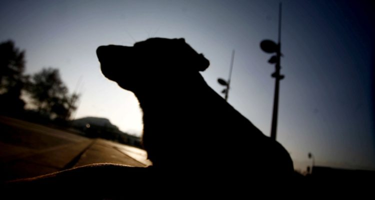 Faenamiento de perros en Maipú