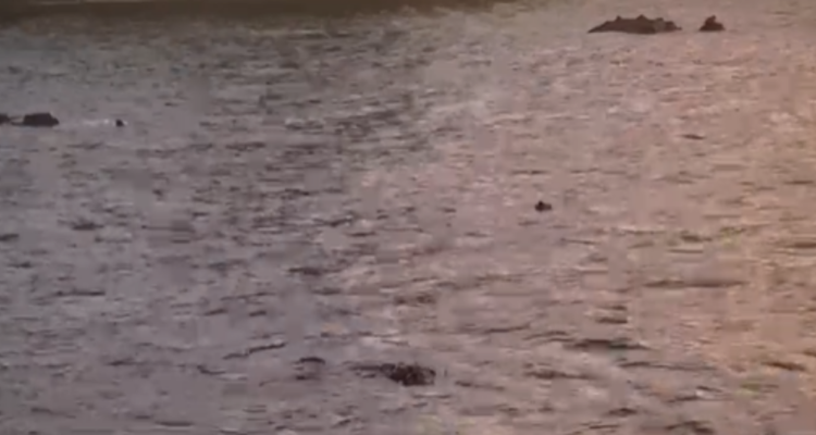 Se lanzó al mar para escapar: detienen a presunto autor de homicidio de hombre en Talcahuano