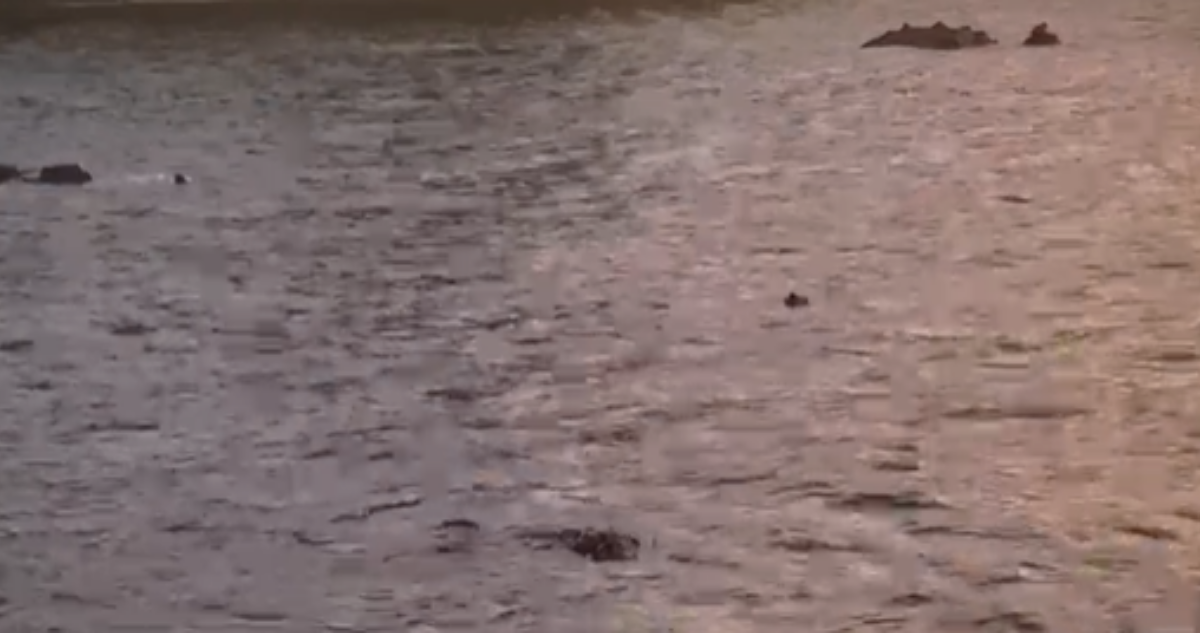 Se lanzó al mar para escapar: detienen a presunto autor de homicidio de hombre en Talcahuano
