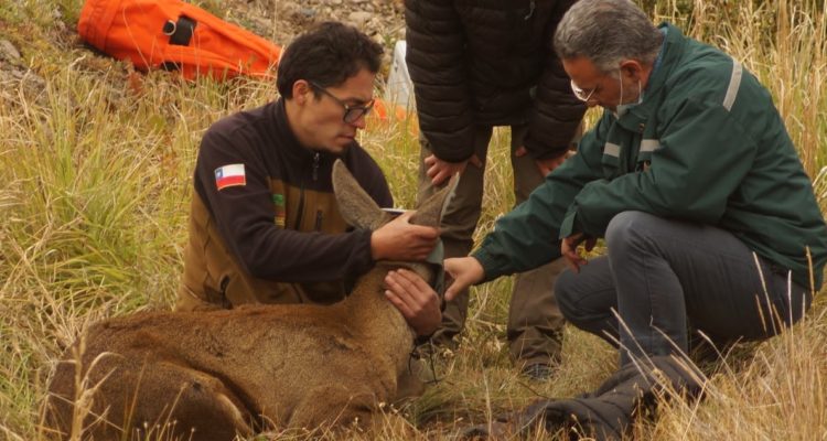 Huemul atropellada en Parque Nacional Cerro Castillo
