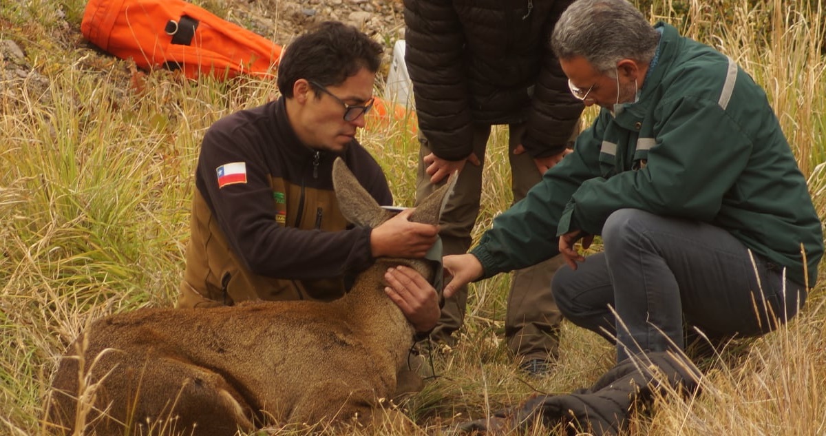 Huemul atropellada en Parque Nacional Cerro Castillo