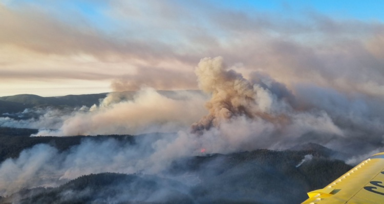 incendio forestal en coelemu