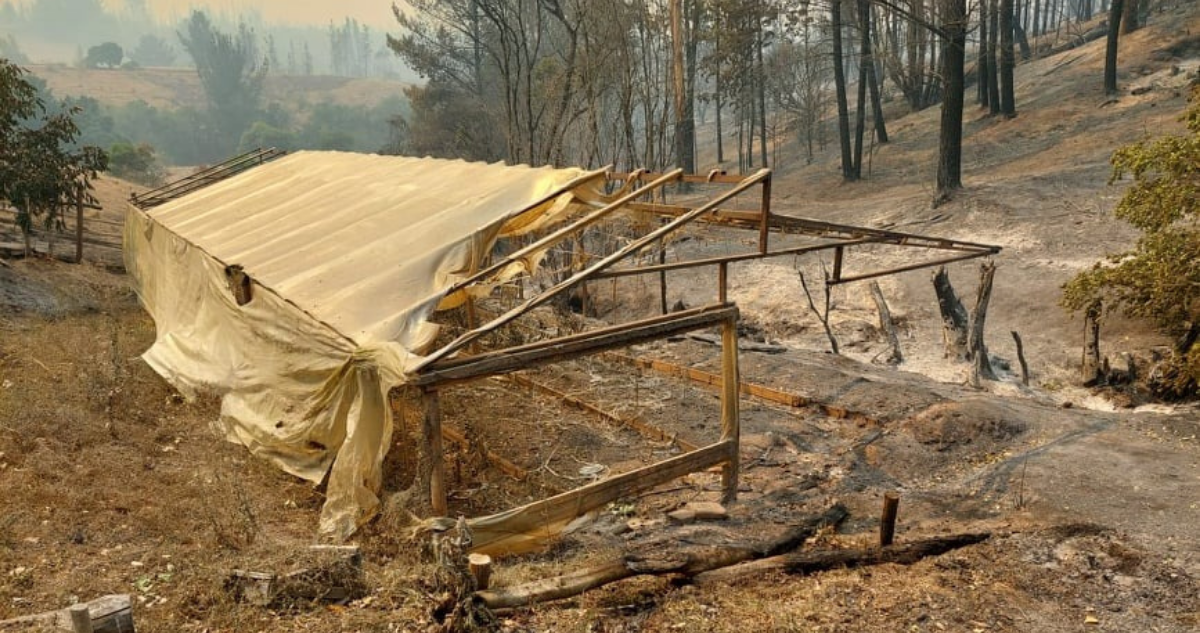 Incendio en Yumbel lleva 16 casas destruidas y 4.700 hectáreas afectadas en 4 días actividad