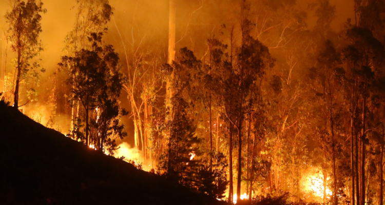 Incendios forestales en Yumbel y Nacimiento.