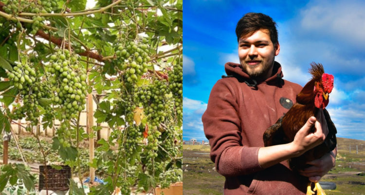 Agricultor con uvas y gallina