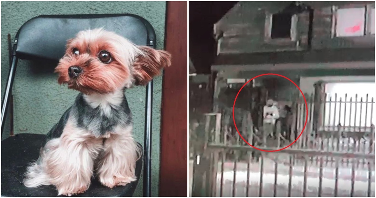 Roban mascota en Temuco