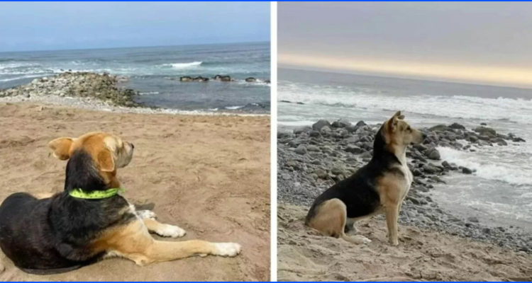 “Me rompió el corazón”: Vaguito, el perro que espera sentado frente al mar a su humano que no volverá.