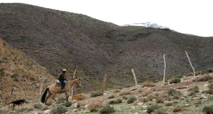 Arriero muere en Monte Patria tras caer de su mula en frontera con Argentina