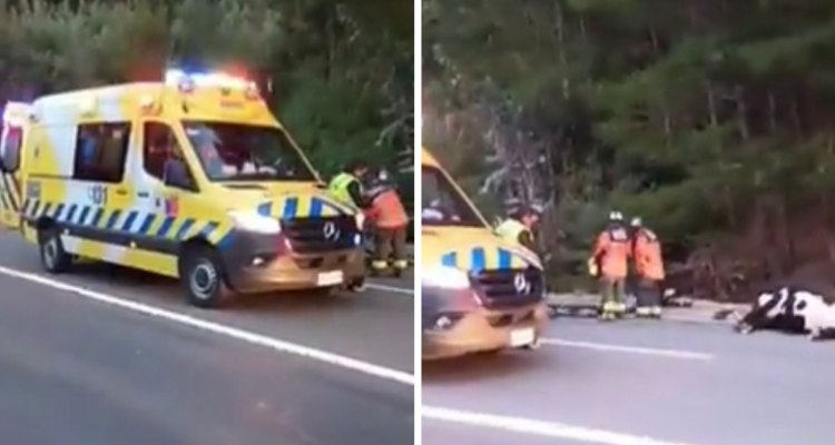 Muere conductor de carreta con animales en Santa Juana