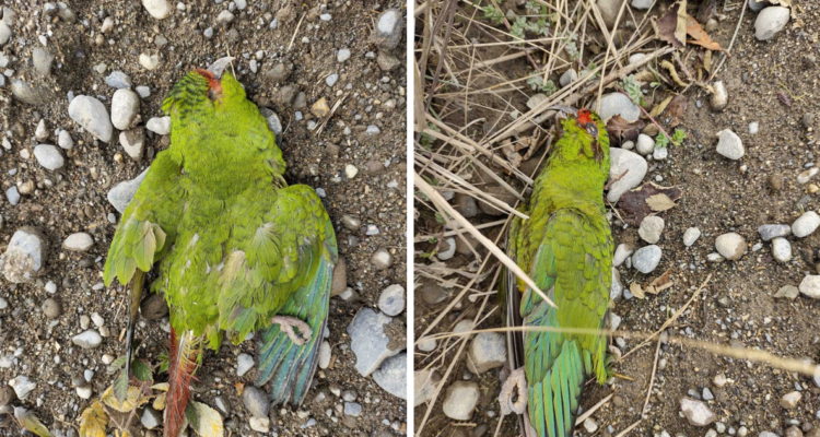 Masiva muerte de loros Choroy en Los Lagos: vecinos de la zona dieron aviso del hecho