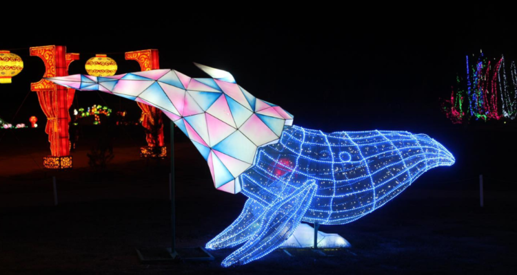 Volumen de la música del Fesiluz molesta a vecinos del sector de Lonco.