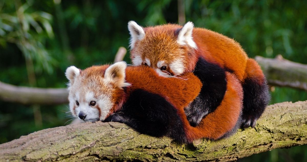 Pandas Rojos