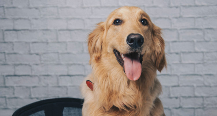 perros de terapia
