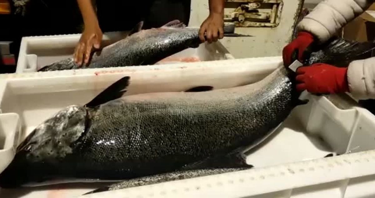 pesca salmón chinook