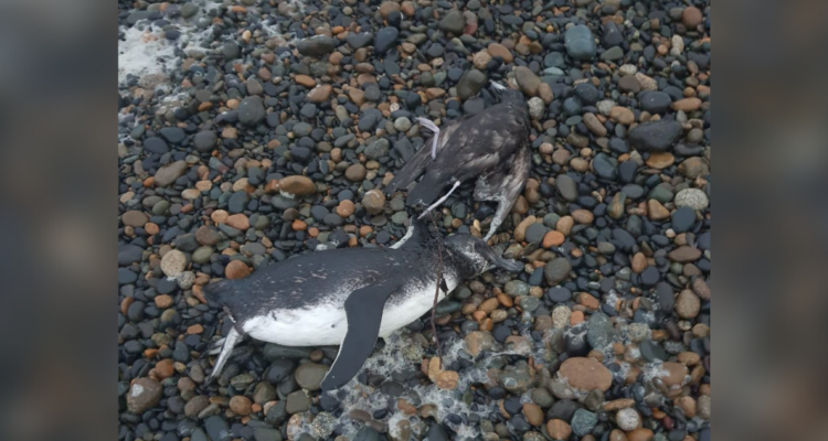 pinguinos muertos en tolten