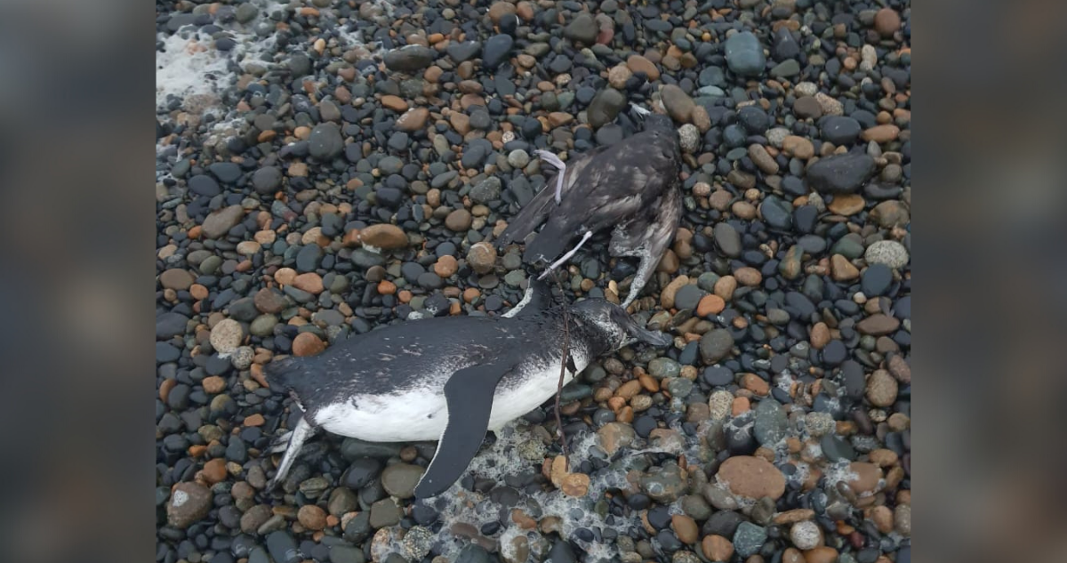 pinguinos muertos en tolten