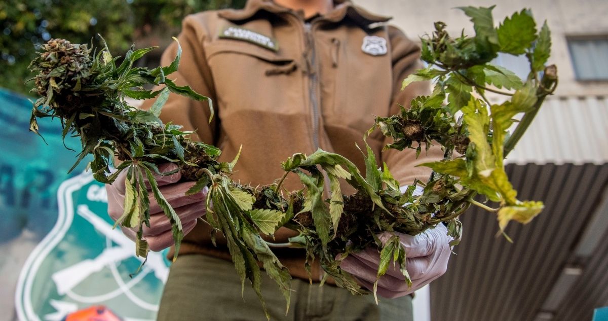 Plantación de marihuana Angol