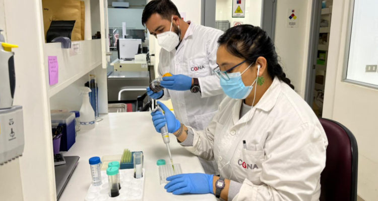 hortalizas de La Araucacía