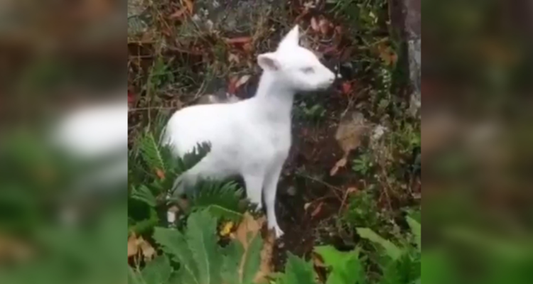 pudú albino en Chiloé
