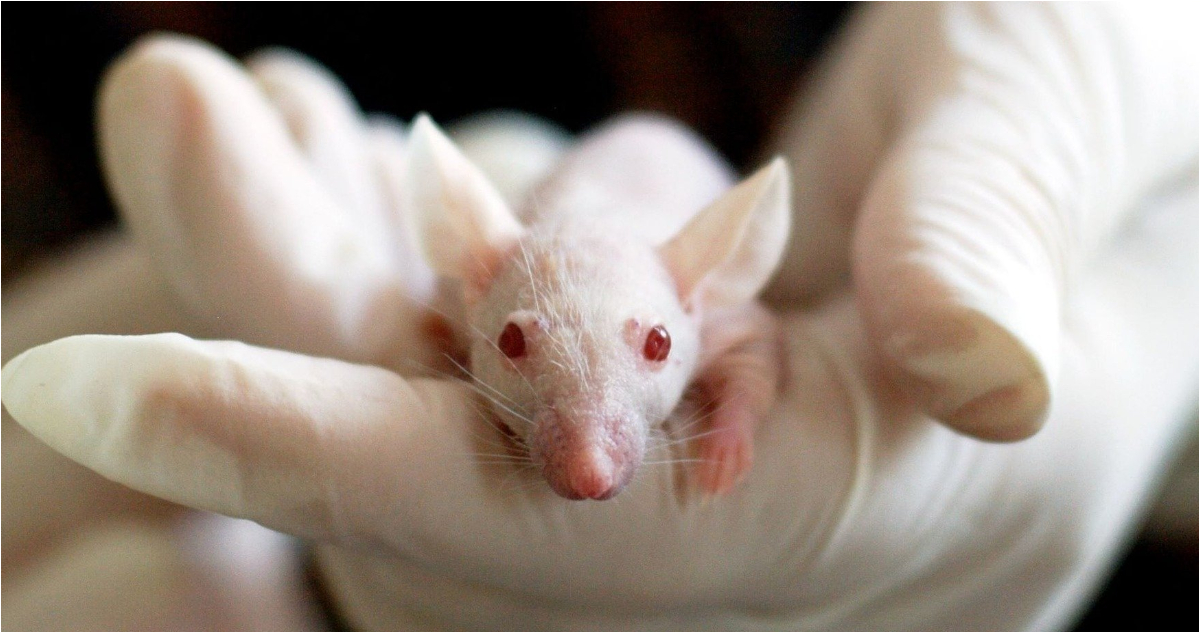 Ratones