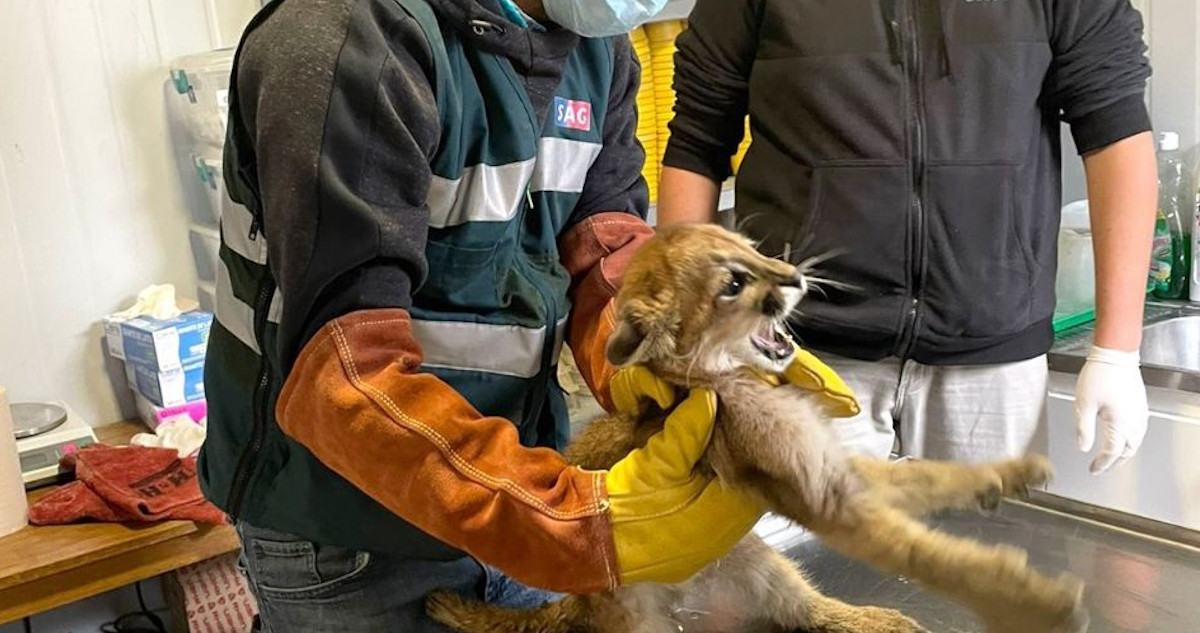 Vecinos capturaron a cachorro de puma en Río Hurtado: SAG advirtió daños al sacarlo de su hábitat