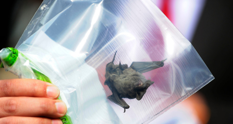 Detectan segundo murciélago con rabia en Los Ríos