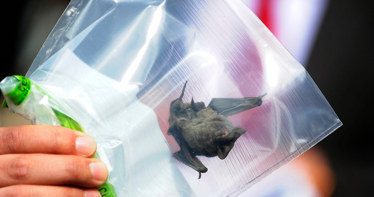 Detectan segundo murciélago con rabia en Los Ríos