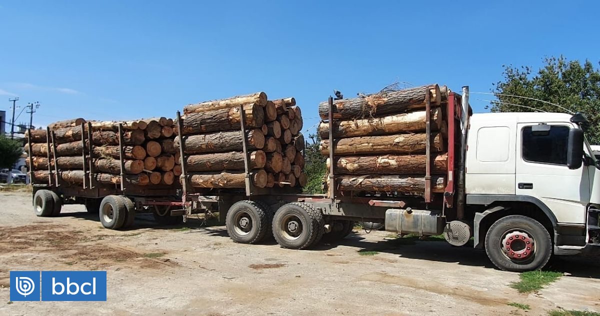 Exgobernador De Arauco Por Robo De Madera Están Detenidos Los