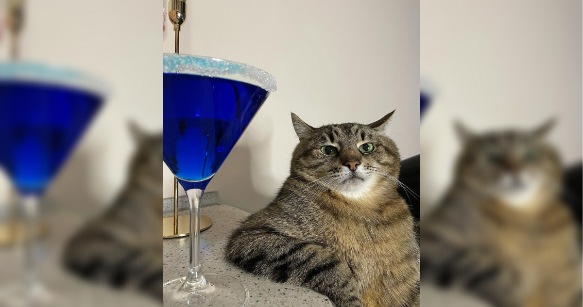 stepan-gato-meme