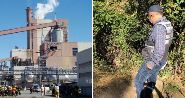 sumario a celulosa arauco