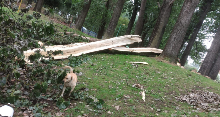 Más de 170 árboles serán eliminados en el Parque Bellavista de Osorno.