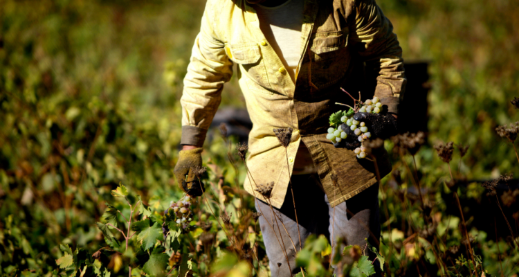 Temporeros denuncian remuneraciones impagas y finiquitos adeudados por empresa en Puerto Octay