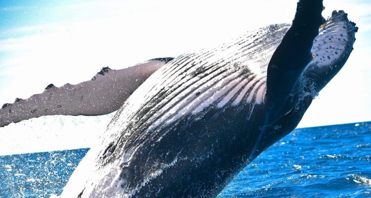 Hasta el 18 de marzp el mundo negociará el Tratado de Alta Mar