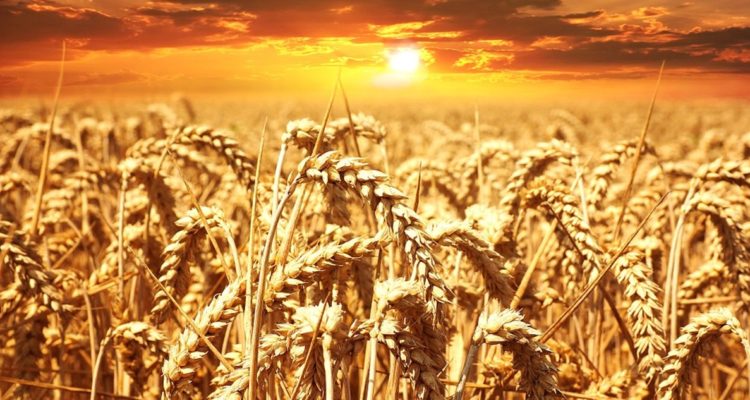 Del trigo al aluminio: El rol clave de Rusia y Ucrania en materias primas estratégicas