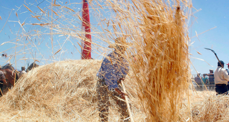 A pesar de escasez hídrica hubo un aumento en la siempre del trigo en la provincia de Bío Bío